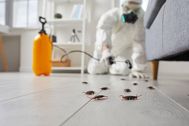 Commercial Rodent Management in West Lake Hills